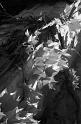 BMP_light