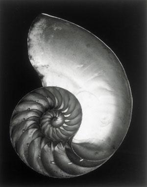 Edward_Weston_Shell_2