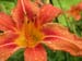 SU09_FAN_DSCN0427